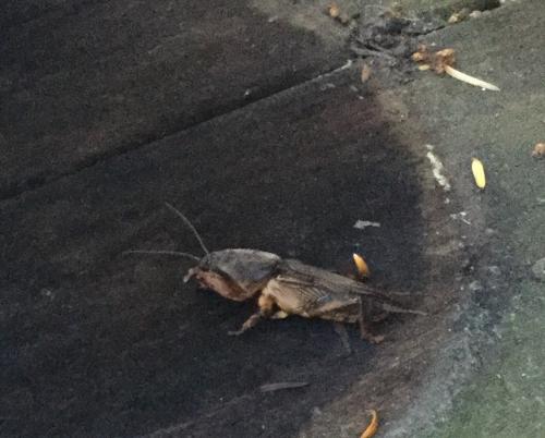 Gryllotalpa gryllotalpa